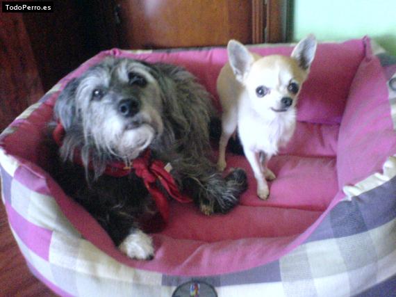 La foto del perro