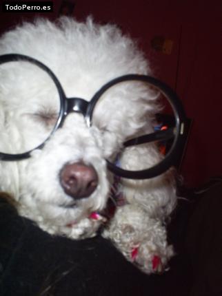 La foto del perro