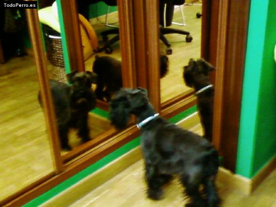 La foto del perro
