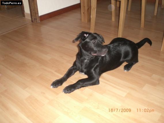 La foto del perro