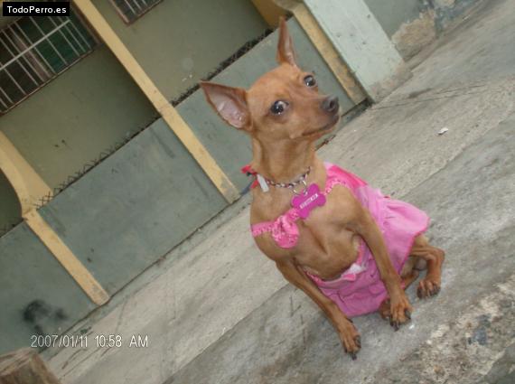 La foto del perro