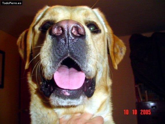 La foto del perro