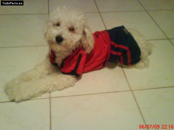 La foto del perro