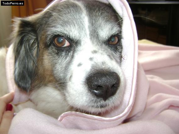 La foto del perro