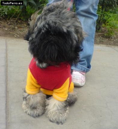 La foto del perro