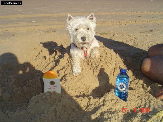 La foto del perro