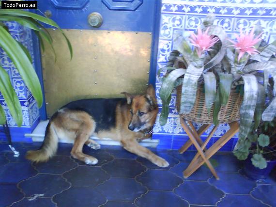 La foto del perro