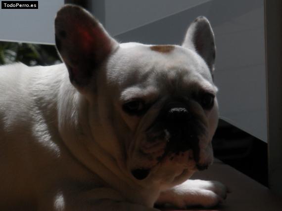 La foto del perro