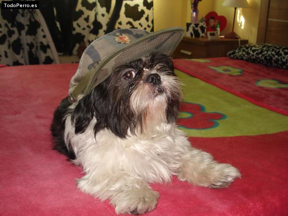 La foto del perro