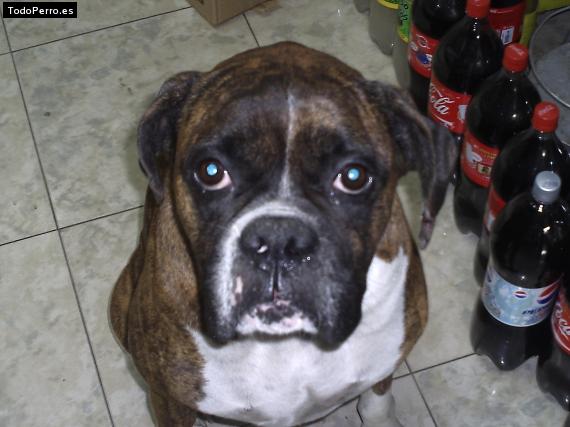 La foto del perro