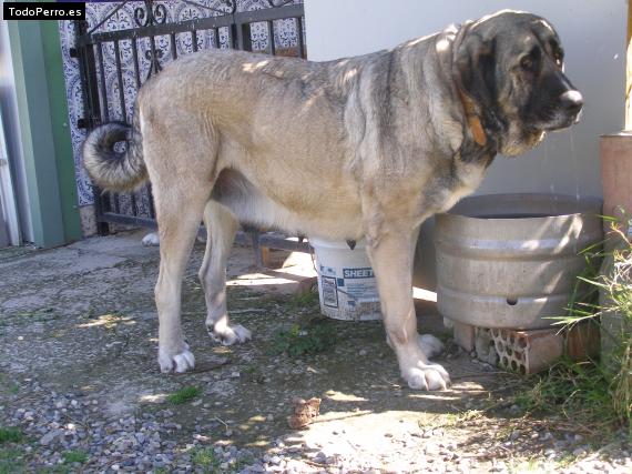 La foto del perro