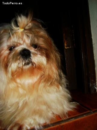 La foto del perro