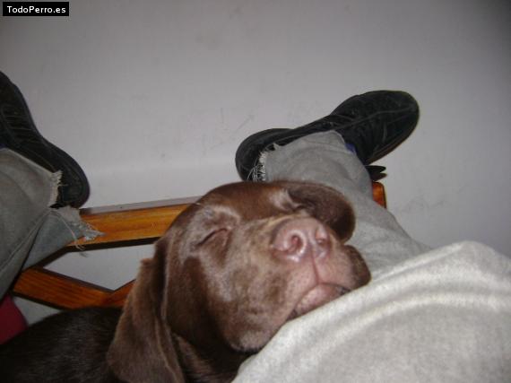 La foto del perro