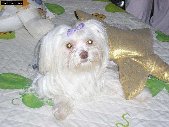 La foto del perro