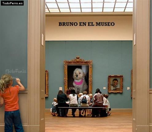 La foto del perro