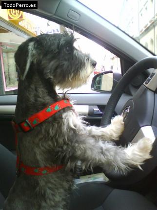 La foto del perro
