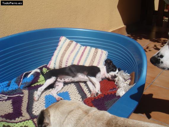 La foto del perro