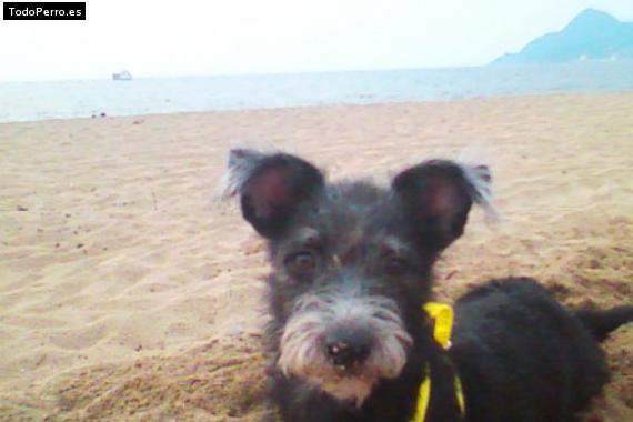 La foto del perro