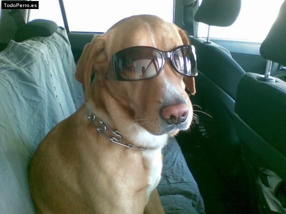La foto del perro