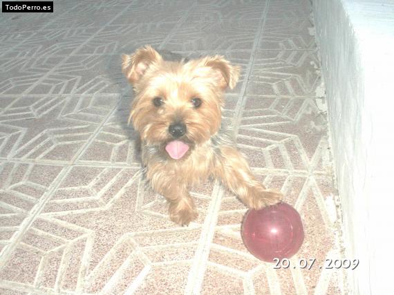 La foto del perro