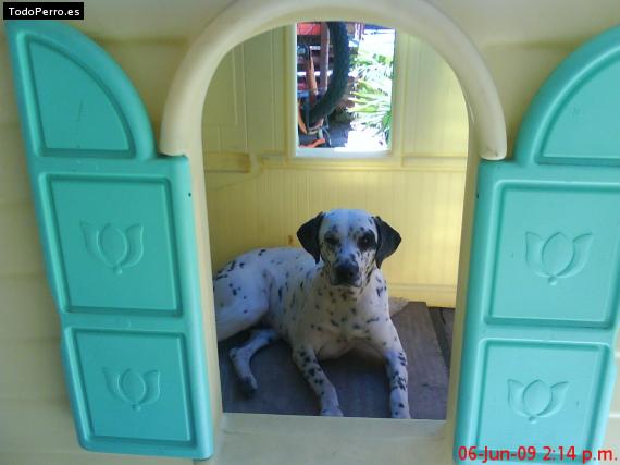 La foto del perro