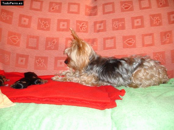 La foto del perro