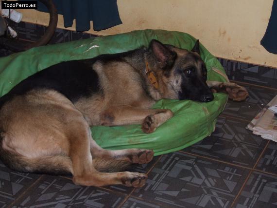 La foto del perro