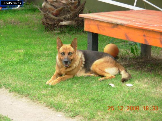 La foto del perro