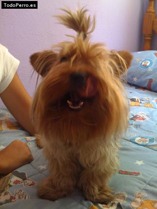 La foto del perro