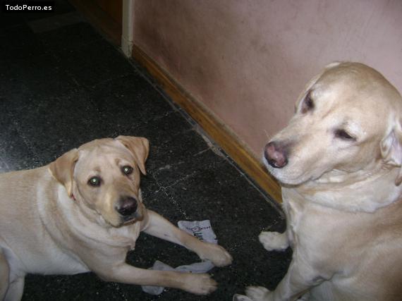 La foto del perro