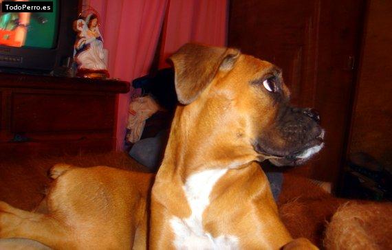 La foto del perro