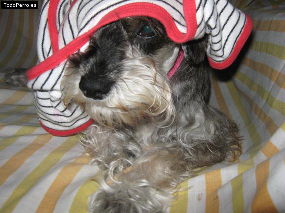 La foto del perro