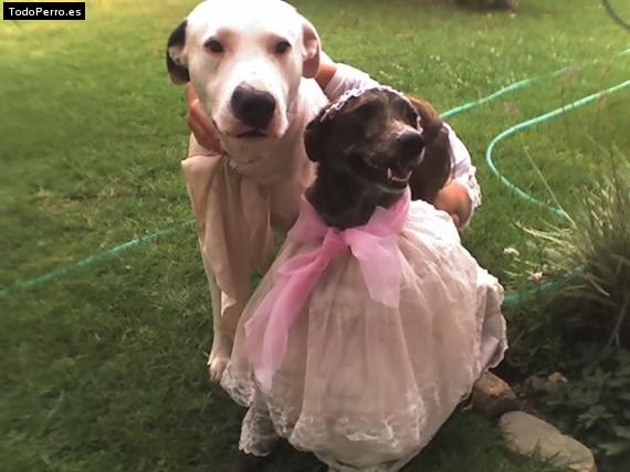 La foto del perro