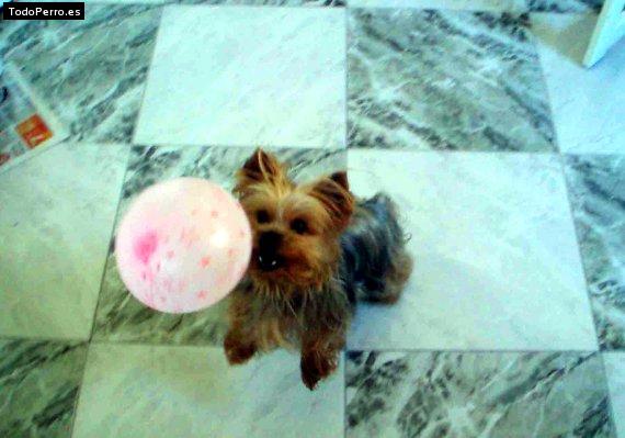La foto del perro