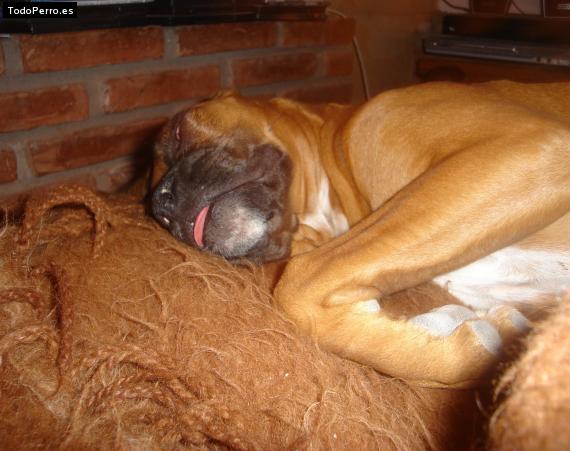 La foto del perro