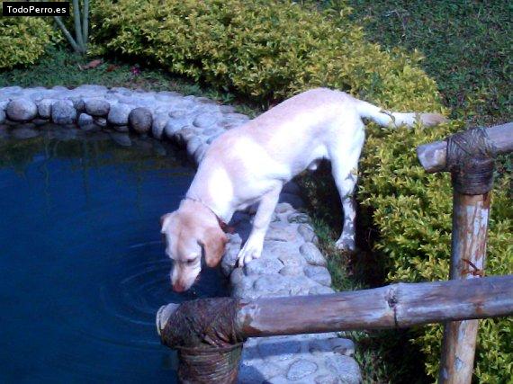 La foto del perro