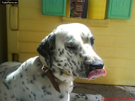 La foto del perro