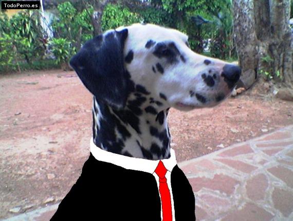La foto del perro