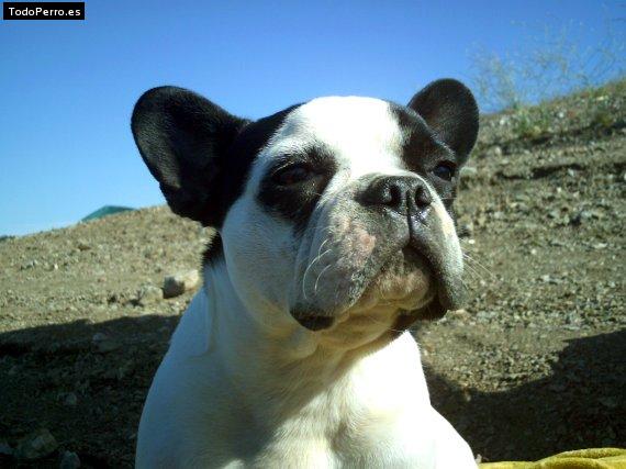 La foto del perro