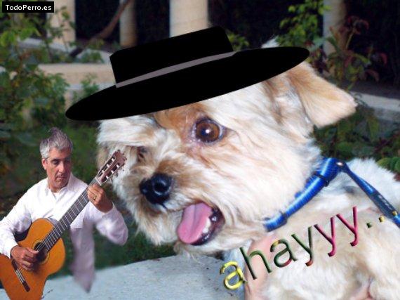 La foto del perro