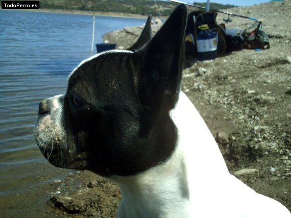 La foto del perro