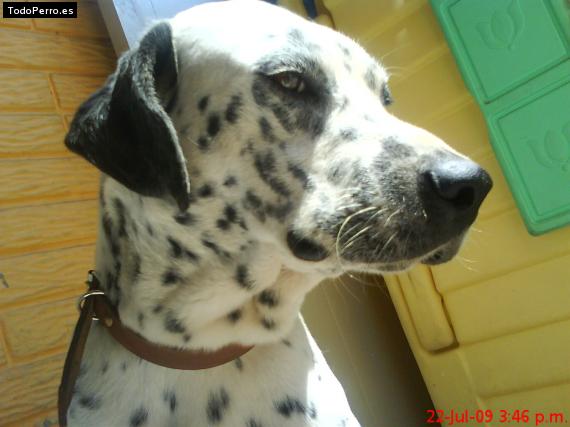 La foto del perro