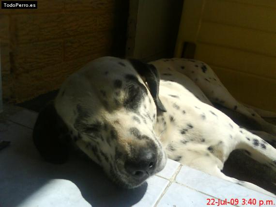 La foto del perro