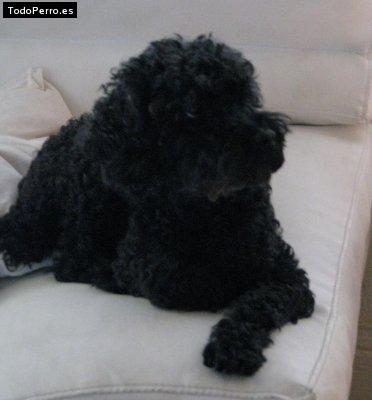 Foto del perro Wolli
