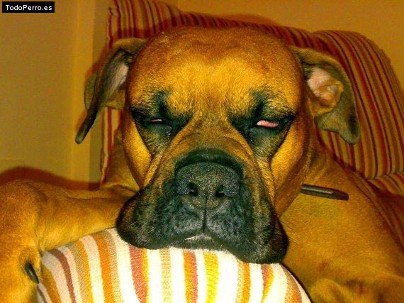 La foto del perro