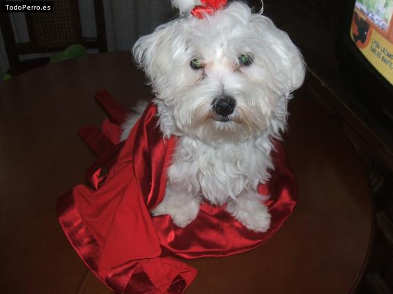 La foto del perro