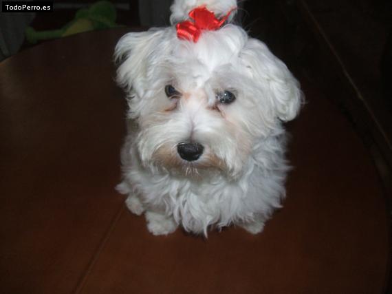 La foto del perro