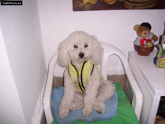 La foto del perro