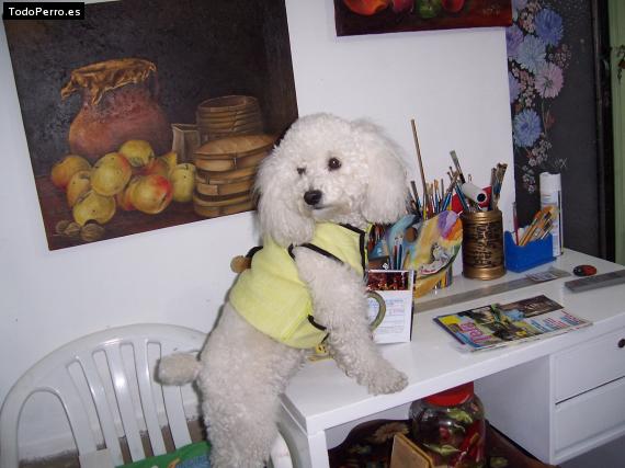 La foto del perro