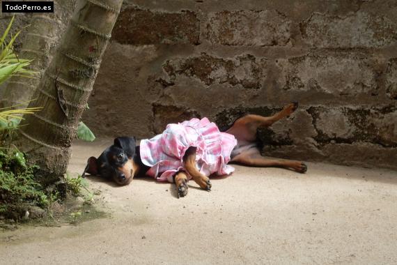 La foto del perro